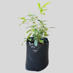 Rothmannia globosa 20lt