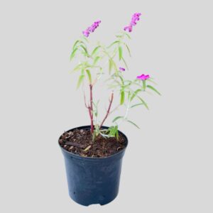 Salvia leucantha 15cm