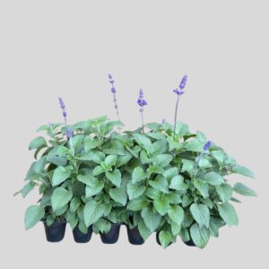 Salvia Mystic Spires 24pack