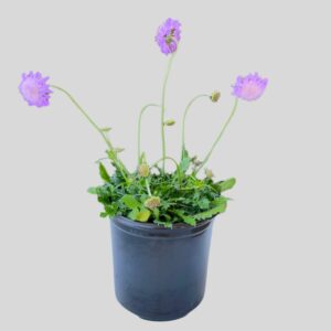 Scabiosa Butterfly Blue 17cm