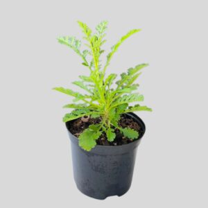 Scabiosa Butterfly Purple 15cm