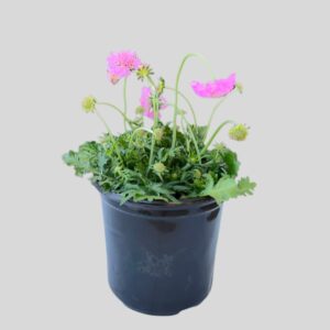 Scabiosa Pink Mist 17cm
