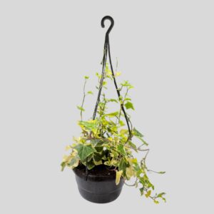Senecio Macroglossus Var Ivy 15cm