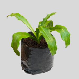 Veltheimia bracteata 5lt