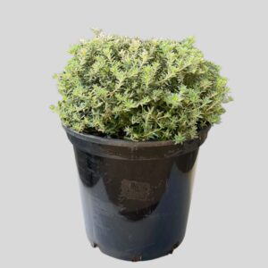 Westringia Fruticosa Ball 10lt
