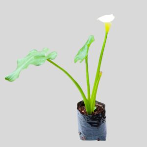 Zantedeschia Aethiopica 2lt