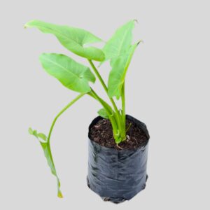 Zantedeschia Aethiopica Green Goddess 4lt