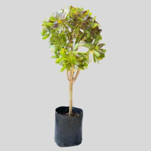 Aeonium Arboreum