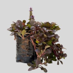 Ajuga Reptans Dark Mahogany 3lt