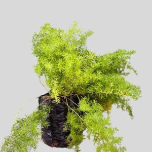 Asparagus Sprengeri 4lt