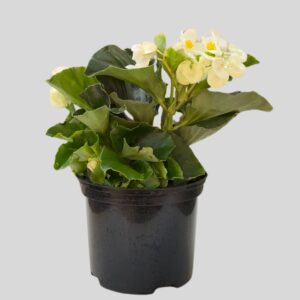 Begonia Dragon Wings Mixed 17cm