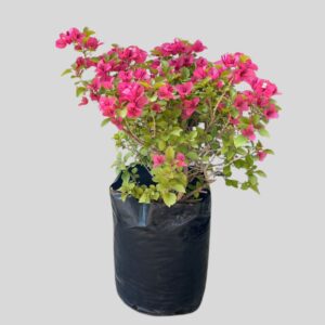 Bougainvillea Super Ball 20lt