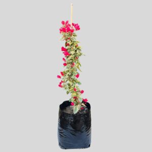 Bougainvillea Tropical Rainbow 10lt