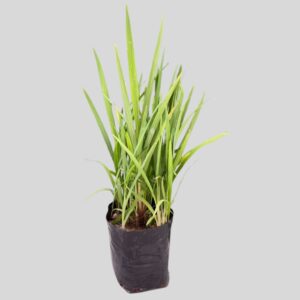 Crocosmia Valcano Red 2lt