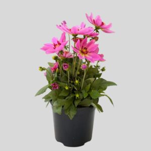 Dahlia Dalaya Assorted 15cm