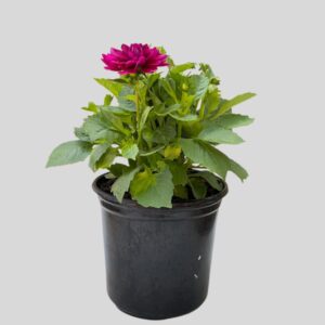 Dahlia Dalaya Assorted 17cm