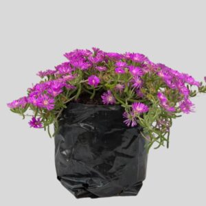 Delosperma Lido Mixed 3lt
