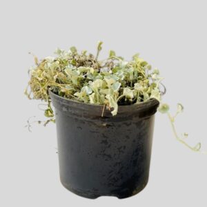 Dichondra argentea SILVER FALLS 15cm