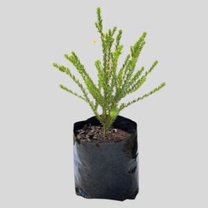Euryops Virgineus 3lt