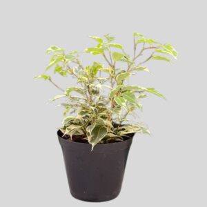 Ficus Benjamina Twilight 15cm