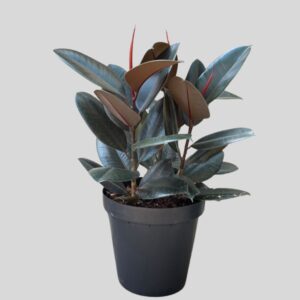 Ficus Elastica 30cm