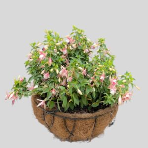 Fuchsia Bella Wb 30cm