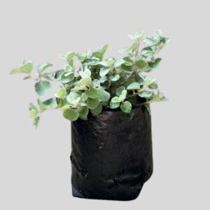 Helichrysum Cymosum 3lt