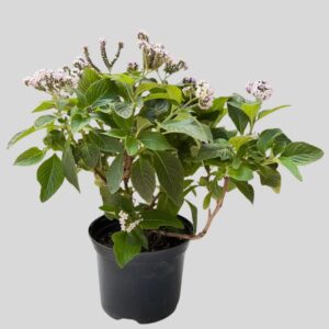 Heliotropium Arborescens 17cm