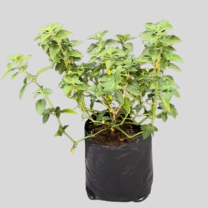 Hypoestes Little Pink 3lt