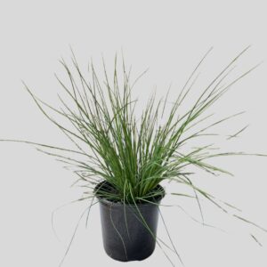 Juncus Inflexus Blue Dart 15cm