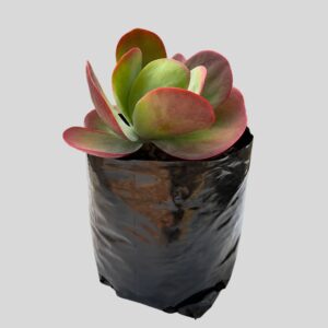 Kalanchoe Thrysiflora 3lt