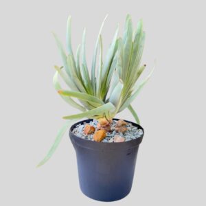 Kumara Plicatilis 25cm