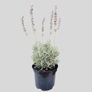 Lavandula Goodwin Creek 20cm
