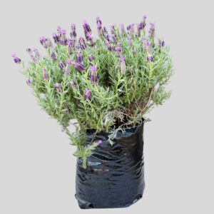 Lavandula Stoechas Mixed 5lt