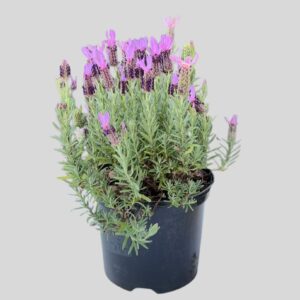Lavandula Stoechas 20cm
