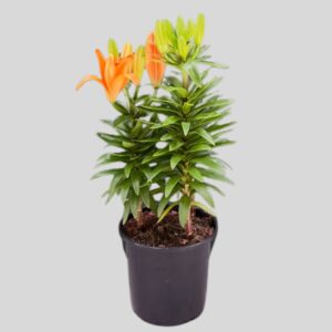 Lilium Asiatic 15cm