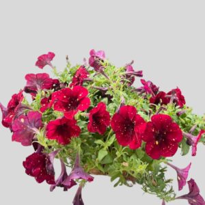 Petunia Crazytunia Wb 30cm