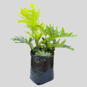 Philodendron Selloum Compactum 10lt