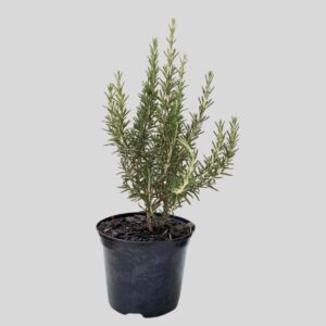 Rosmarinus Officinalis Mcconnels Blue 15cm