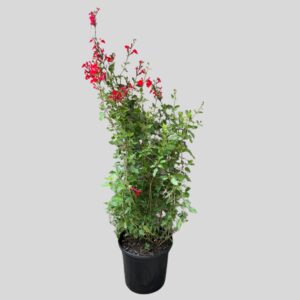 Salvia Hot Lips 17cm