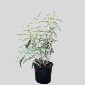 Salvia Leucantha 17cm