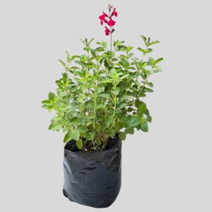 Salvia Red 5lt