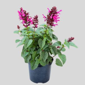 Salvia Rockin Fuschia 17cm