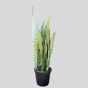 Sansevieria  GREEN 25cm