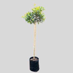 Syzygium Paniculatum Std 5lt