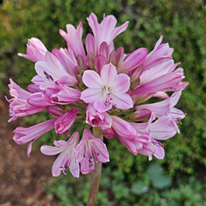 Agapanthus Poppin Pink 17cm
