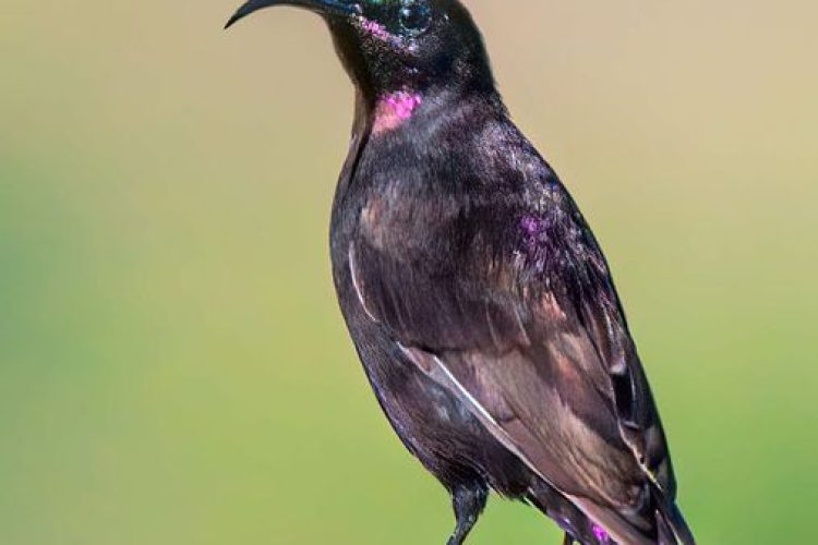 Bird Day Image 1