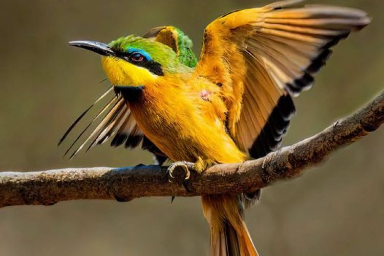 Bird Day Image 2