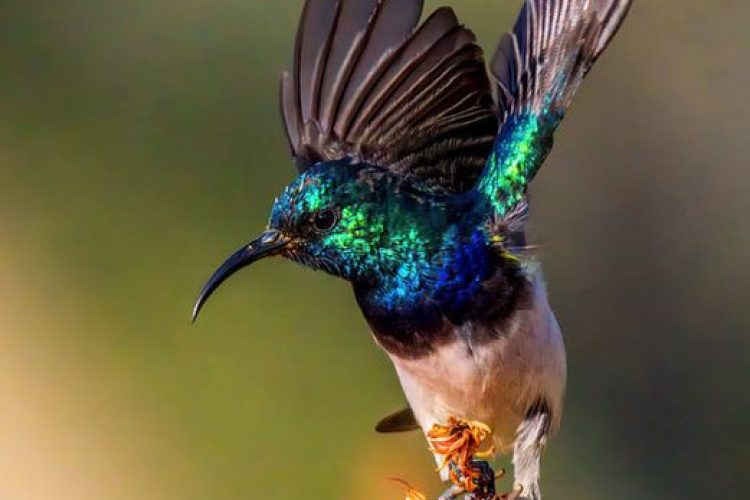 Bird Day Image 4