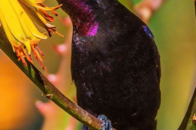 Bird Day Image 5